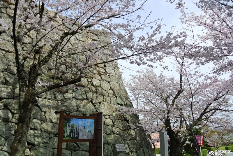 市役所HP引用①松阪城と桜
