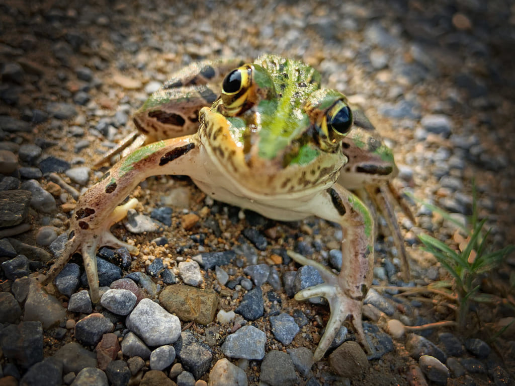 トノサマガエルAC画像