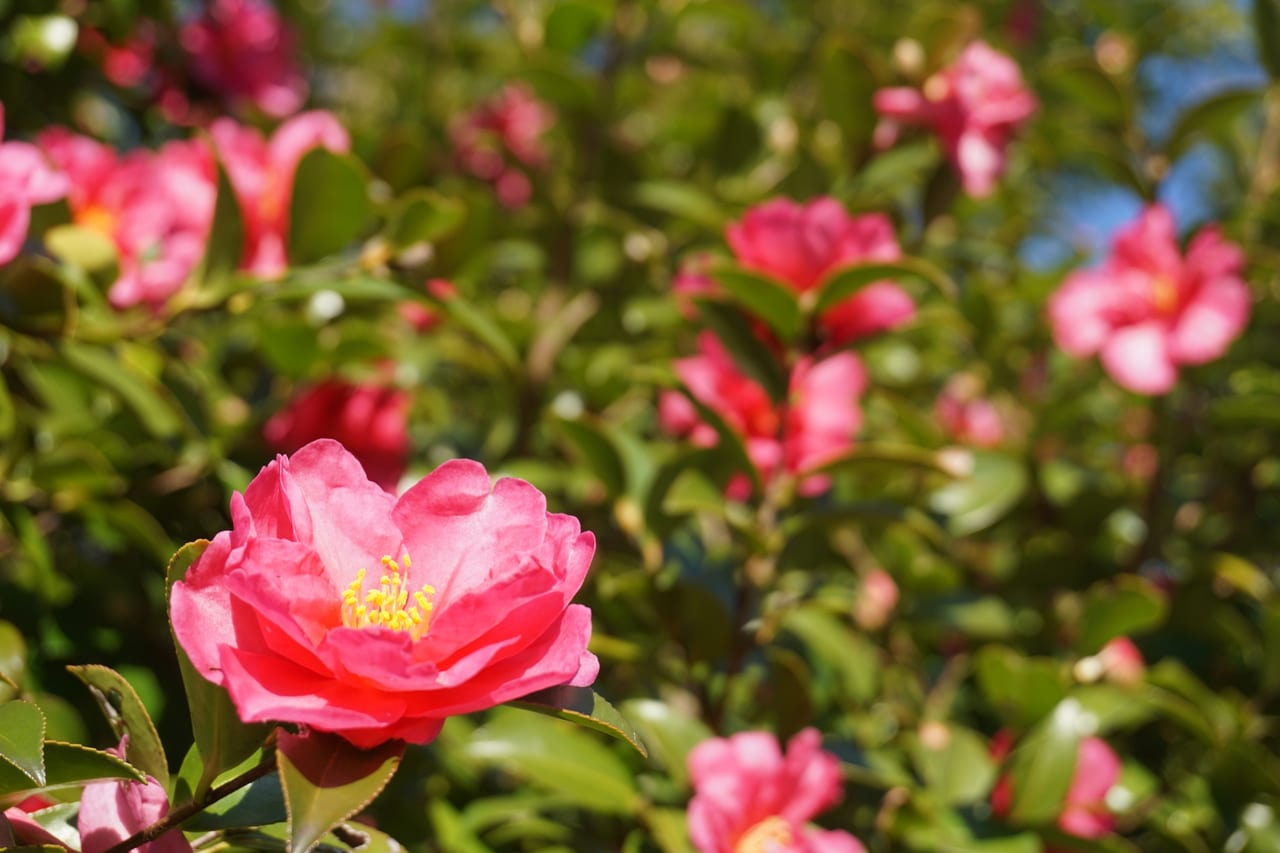 松阪市 飯南町粥見のサザンカの大木 ピンクの花が茶畑に映えて見頃ですよ 号外net 松阪市