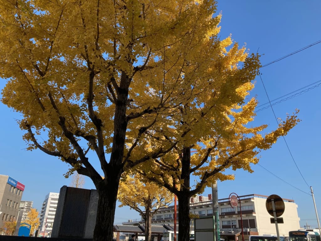 松阪駅前いちょうの木