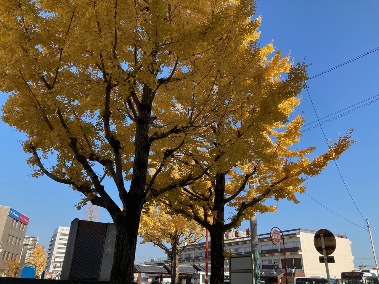 松阪駅前いちょうの木