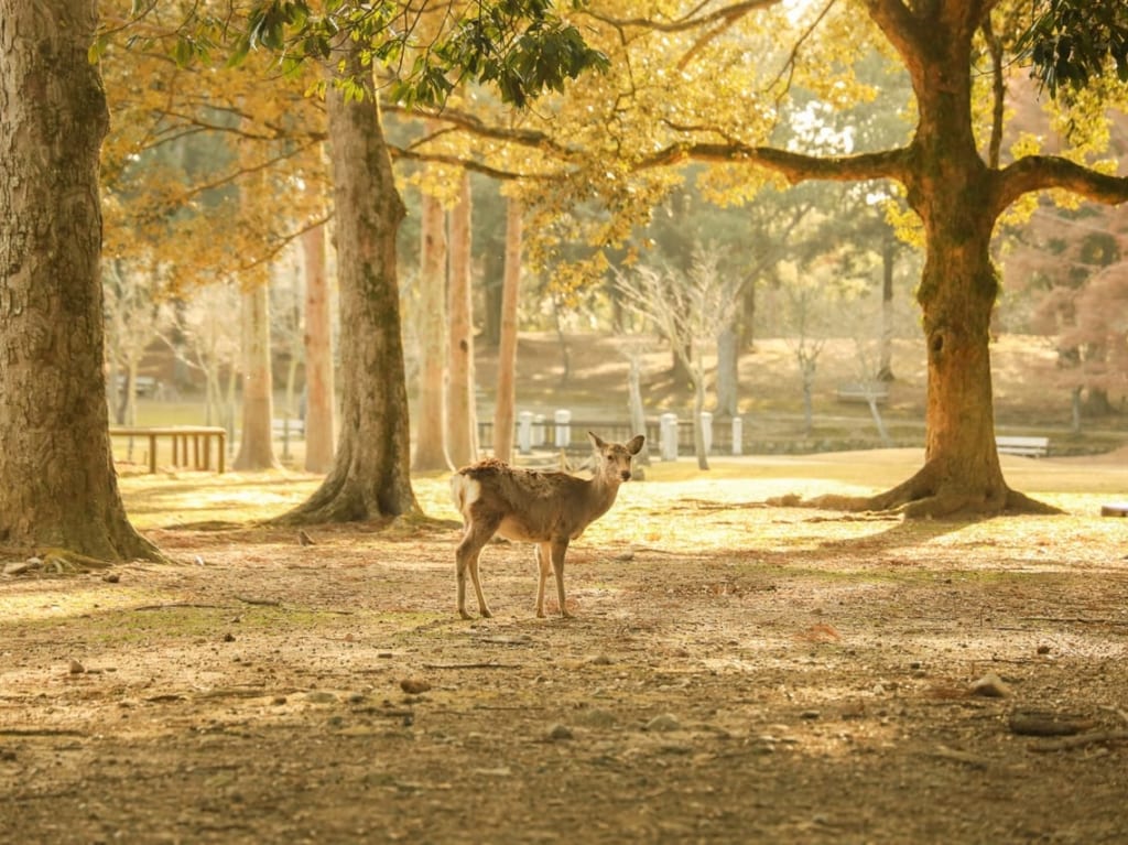 奈良公園の鹿AC