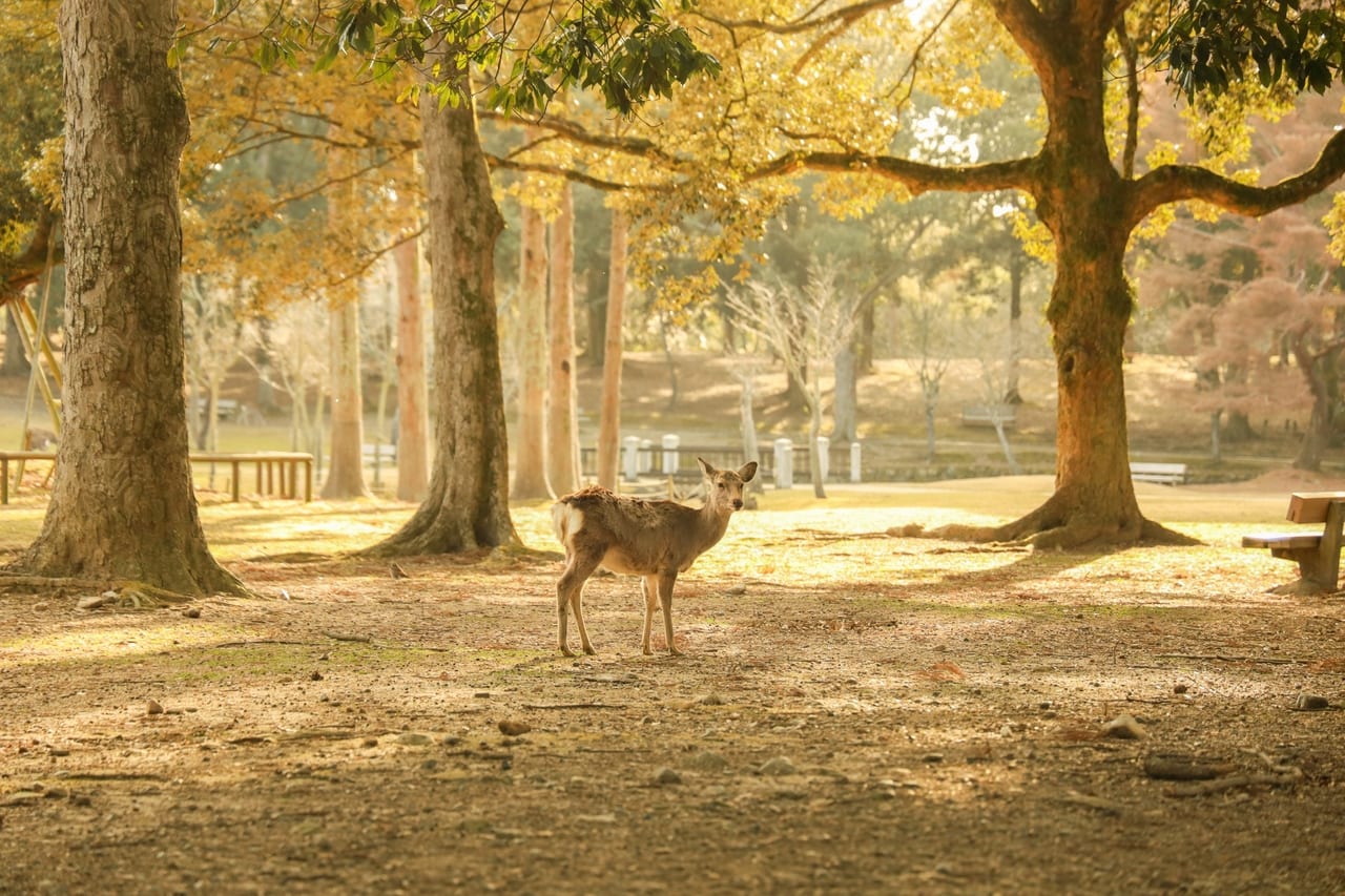奈良公園の鹿AC