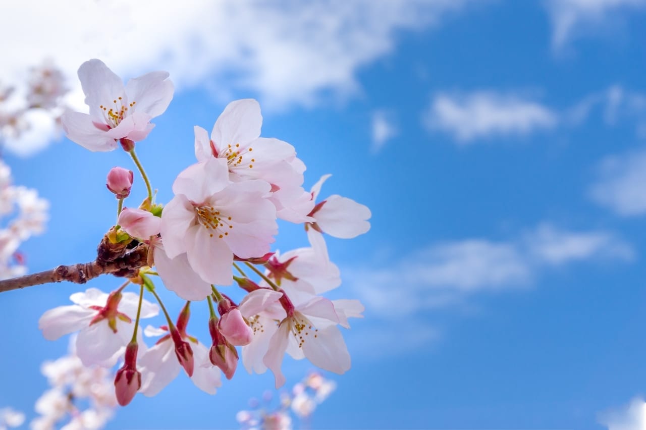 松阪市 まもなく開花 松坂城の 桜ライトアップ は3月19日から始まります 号外net 松阪市