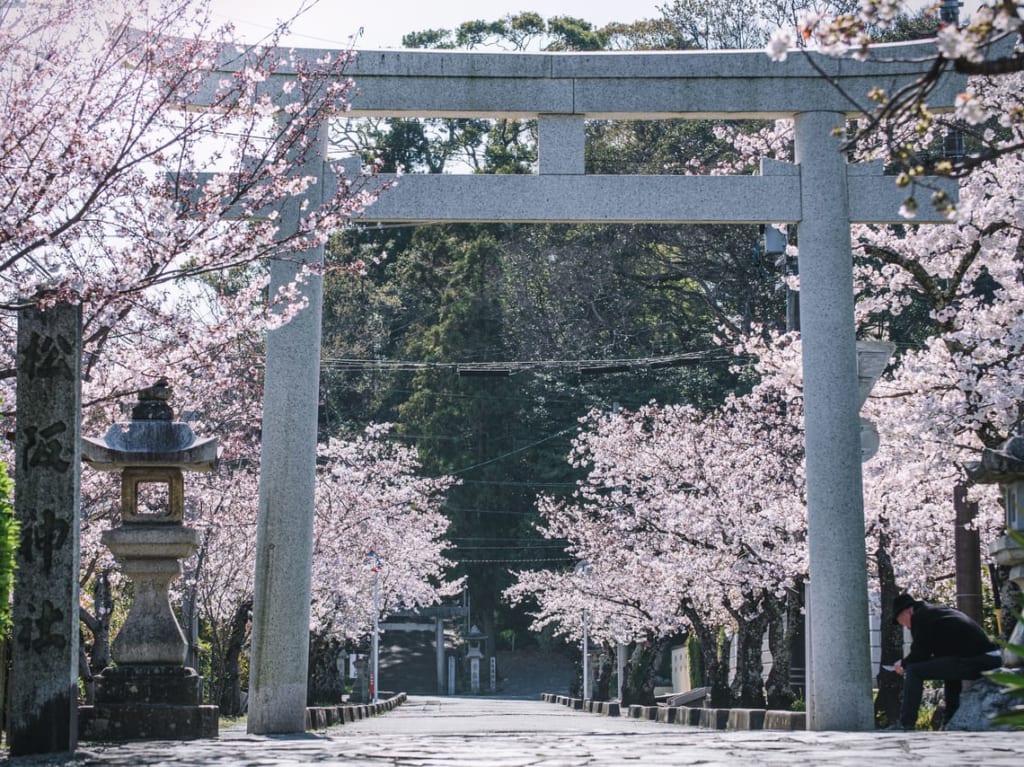 松阪神社の桜並木三重フォトギャラリー