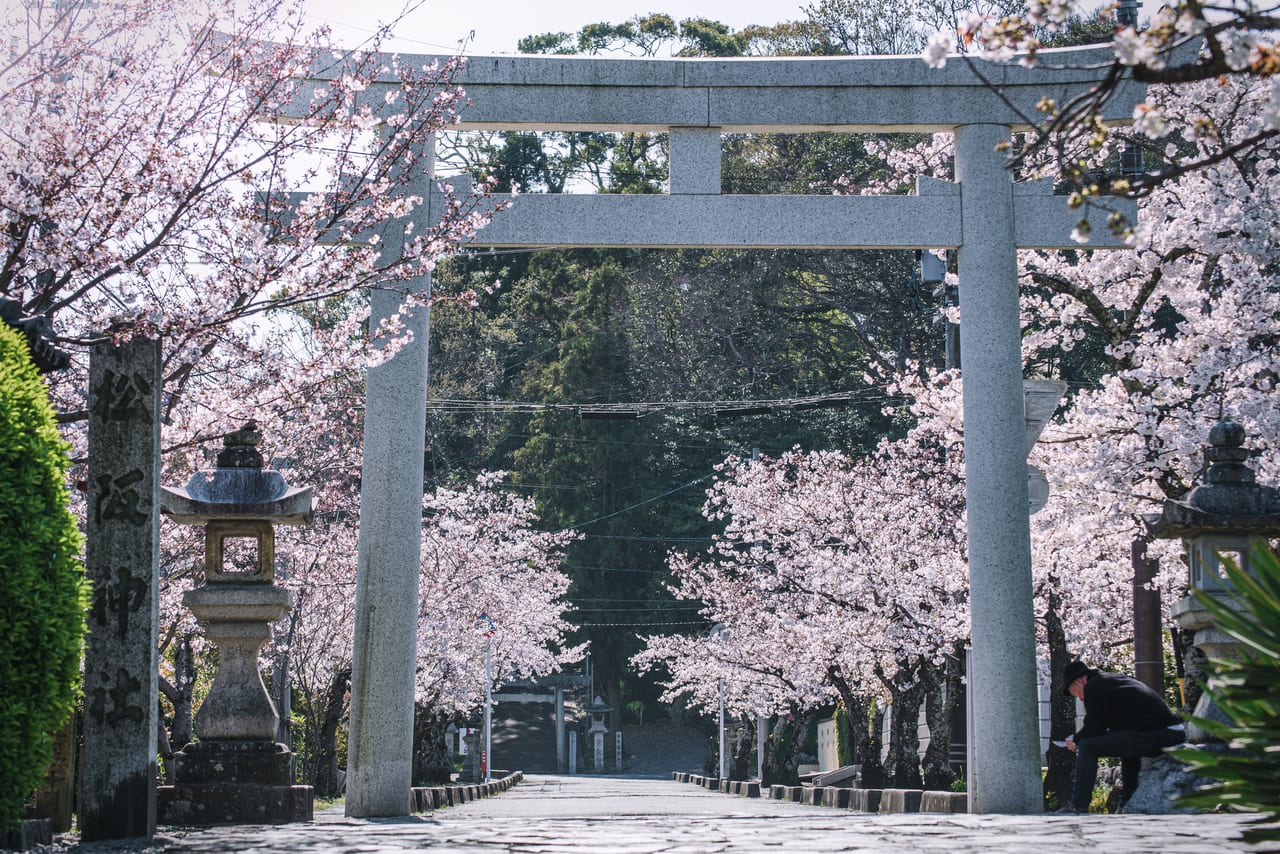 松阪神社の桜並木三重フォトギャラリー