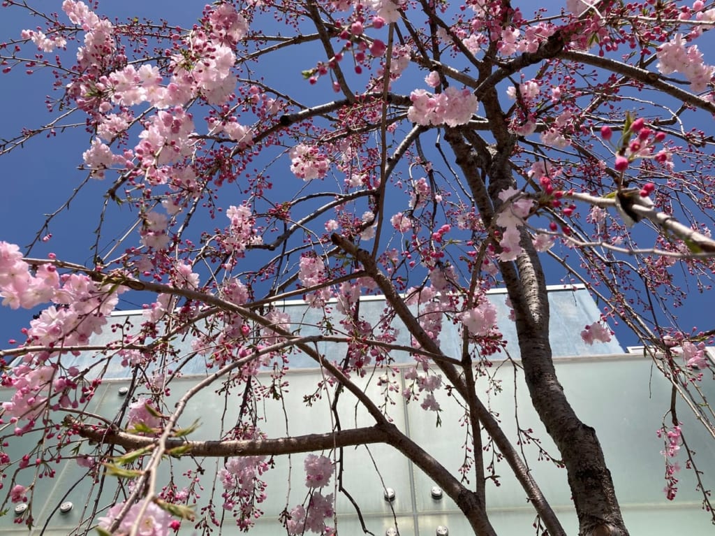 2021年3月末の四方の桜、平生町①