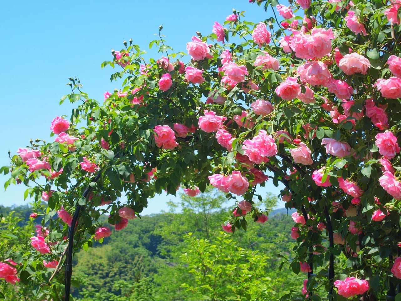 ピンクのバラのアー千のイメージ画像AC
