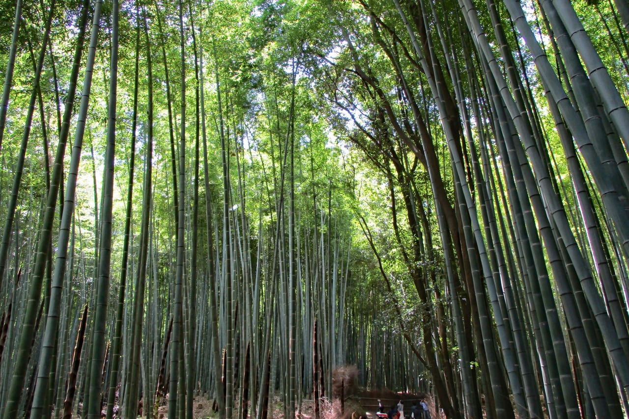 竹林のイメージAC