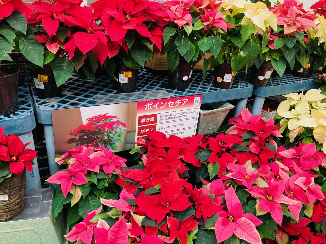 松阪市 気軽に季節の花を買おう コメリパワー松阪店 で鮮やかなポインセチアを販売中です 号外net 松阪市