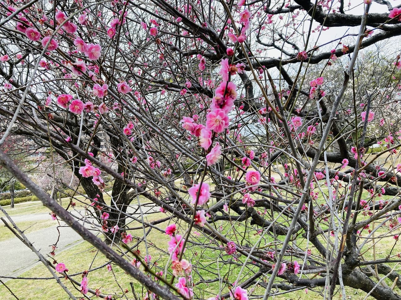 松阪市 花は咲く 鈴の森公園 で梅の花がちょうど見頃をむかえています 号外net 松阪市