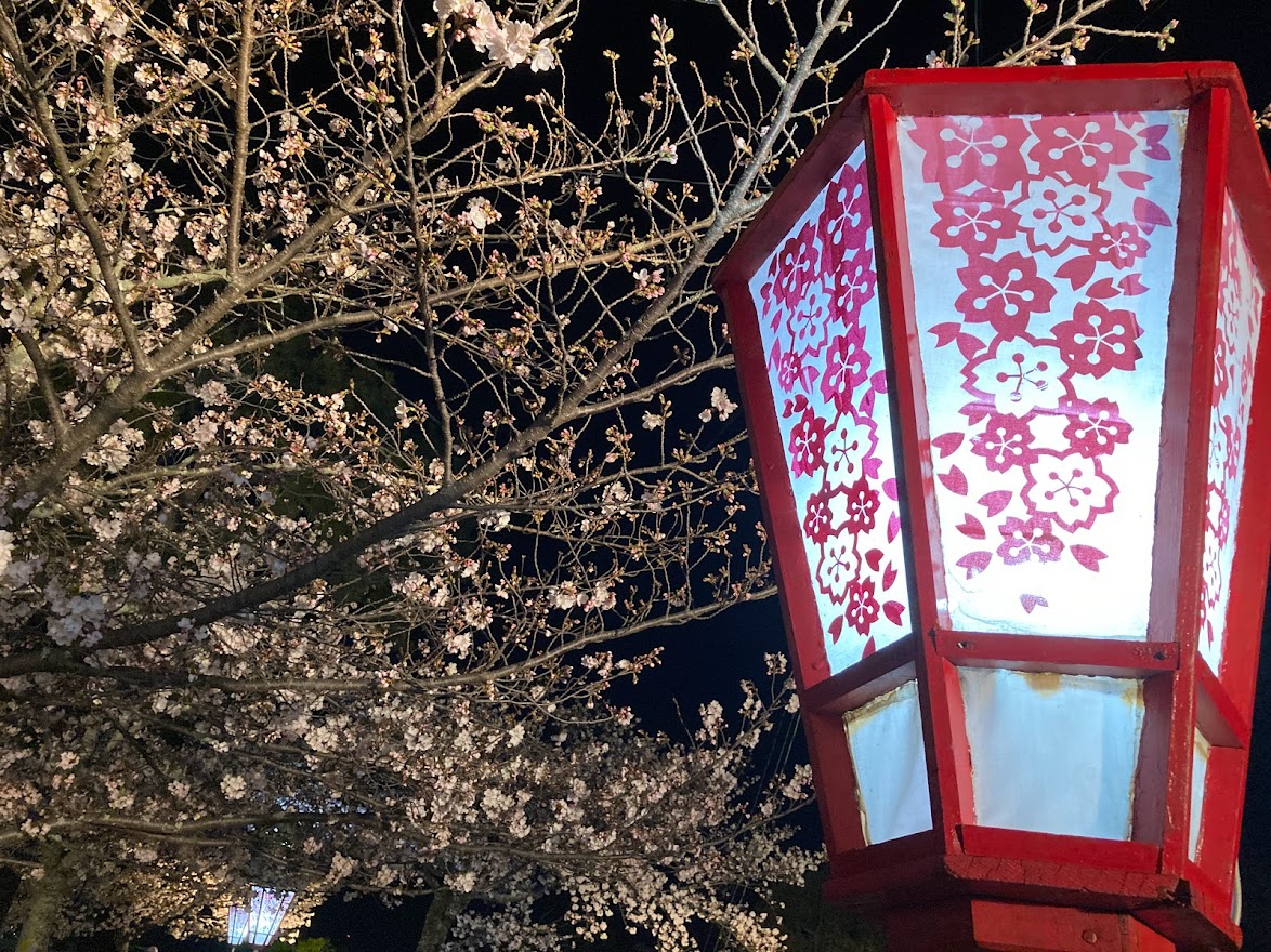 松坂城桜ライトアップ2022桜灯篭