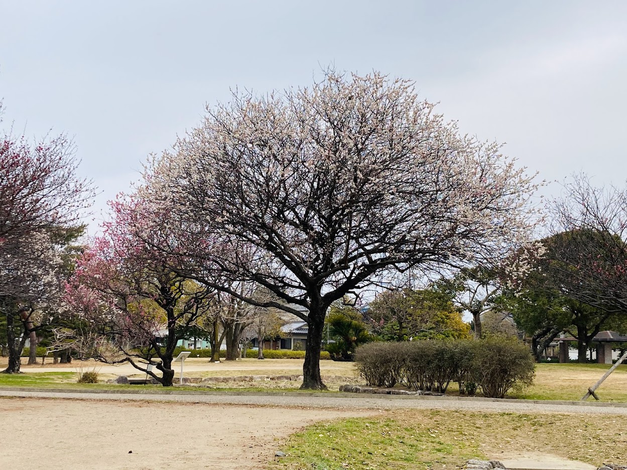 松阪市 花は咲く 鈴の森公園 で梅の花がちょうど見頃をむかえています 号外net 松阪市