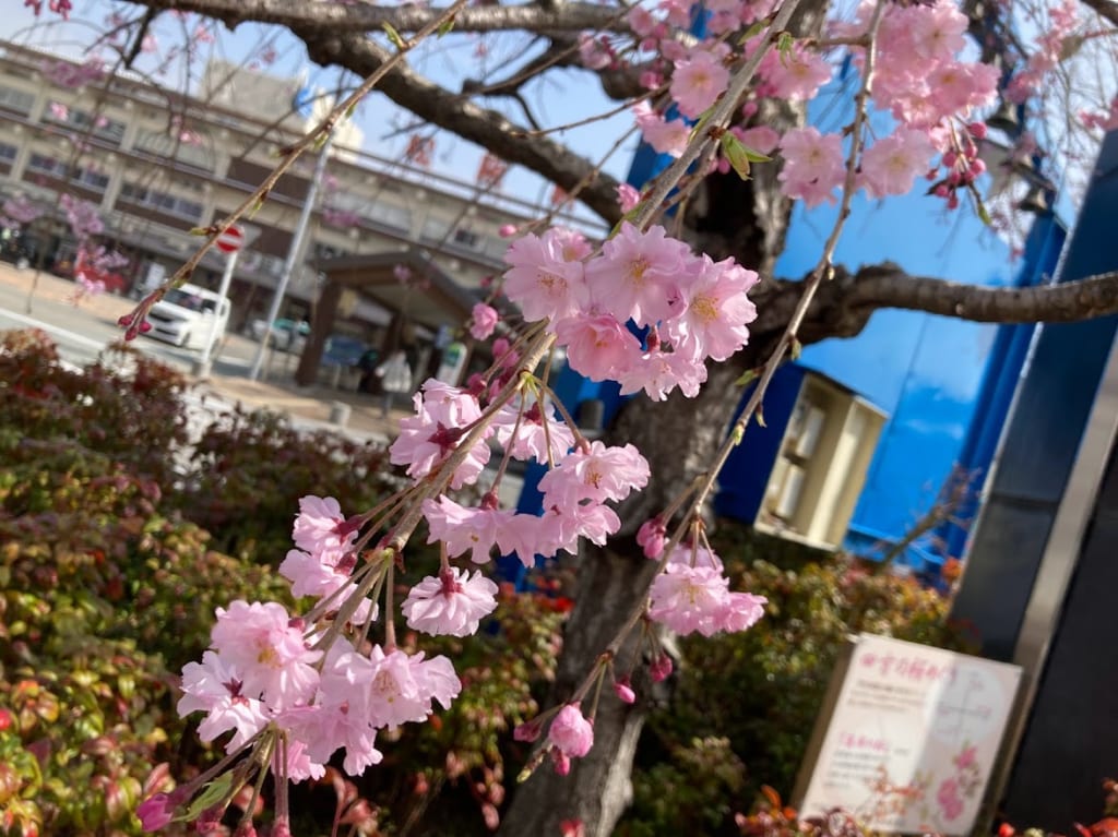 四方の桜2022、33銀行
