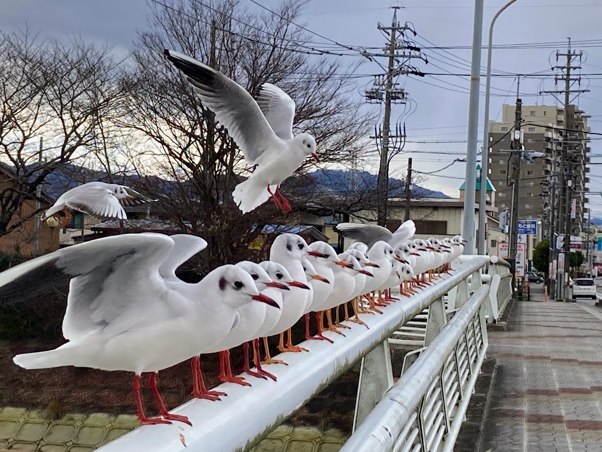 ゆりかもめ欄干近く