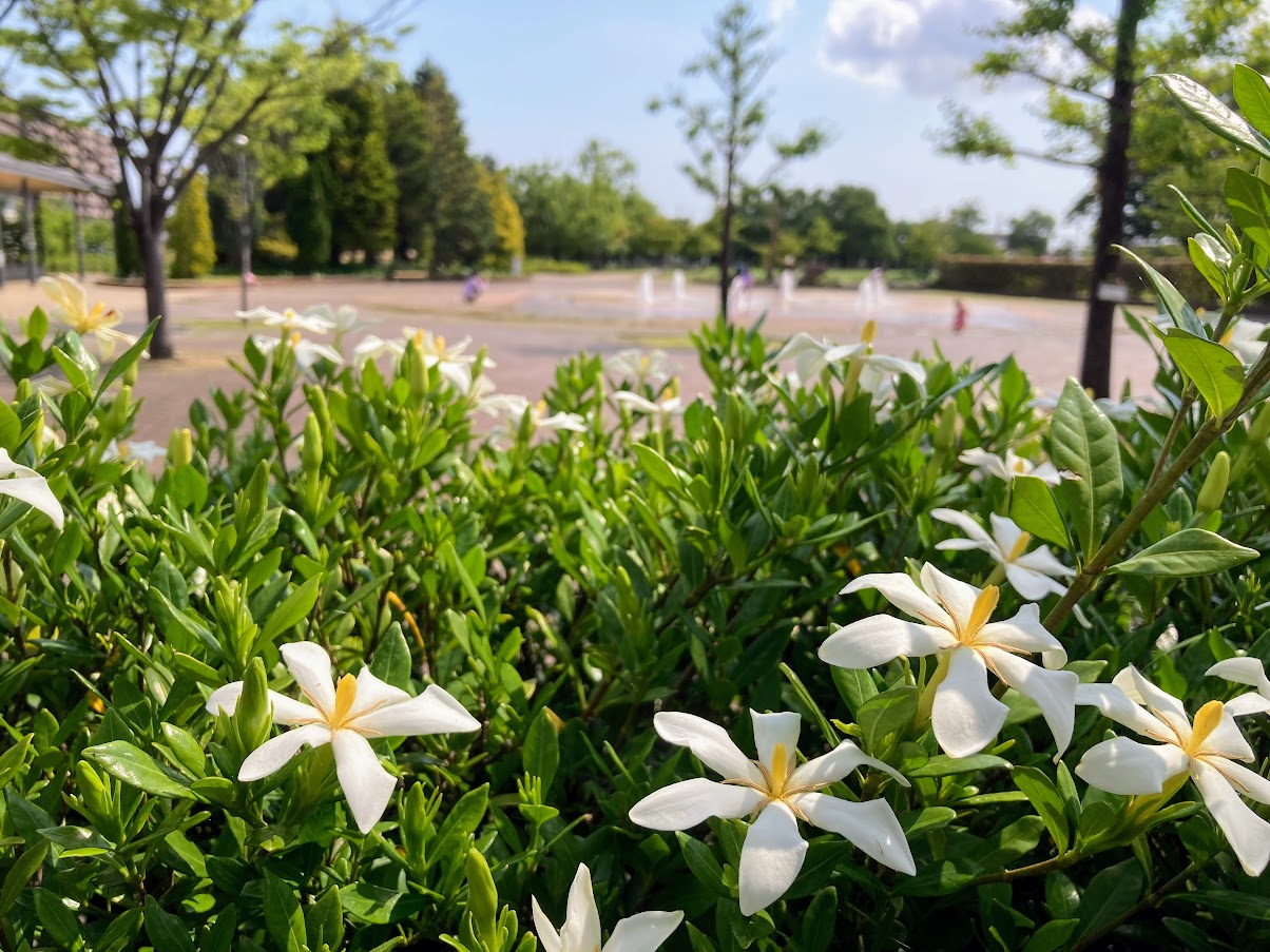 鈴の森公園のくちなし