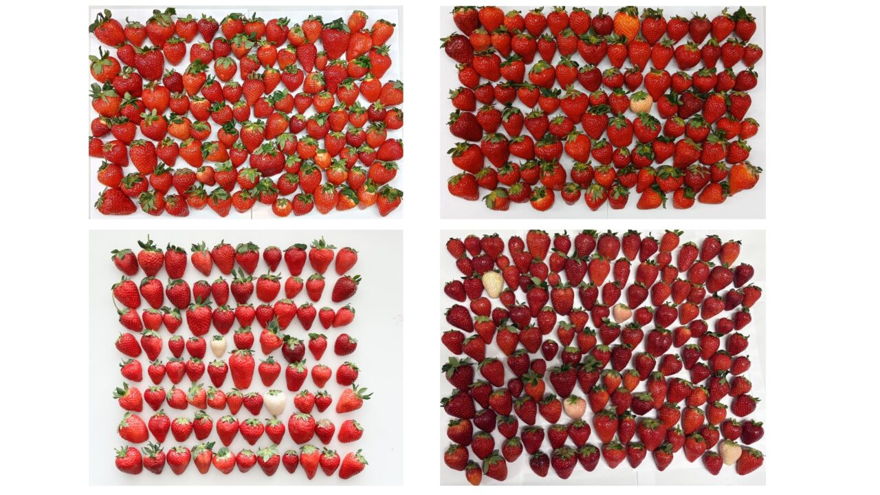 第4回いちご選手権に集まった苺