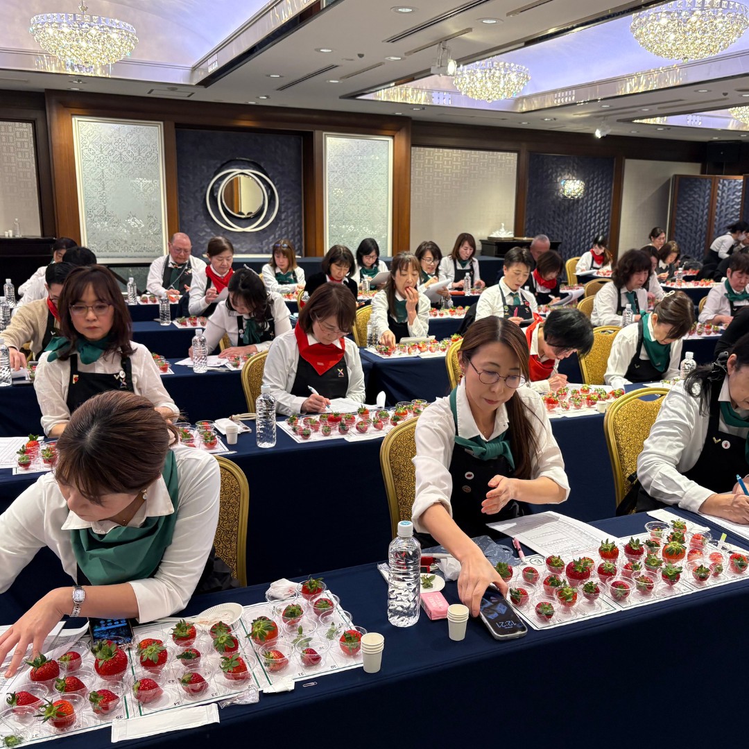 第4回いちご選手権審査の様子