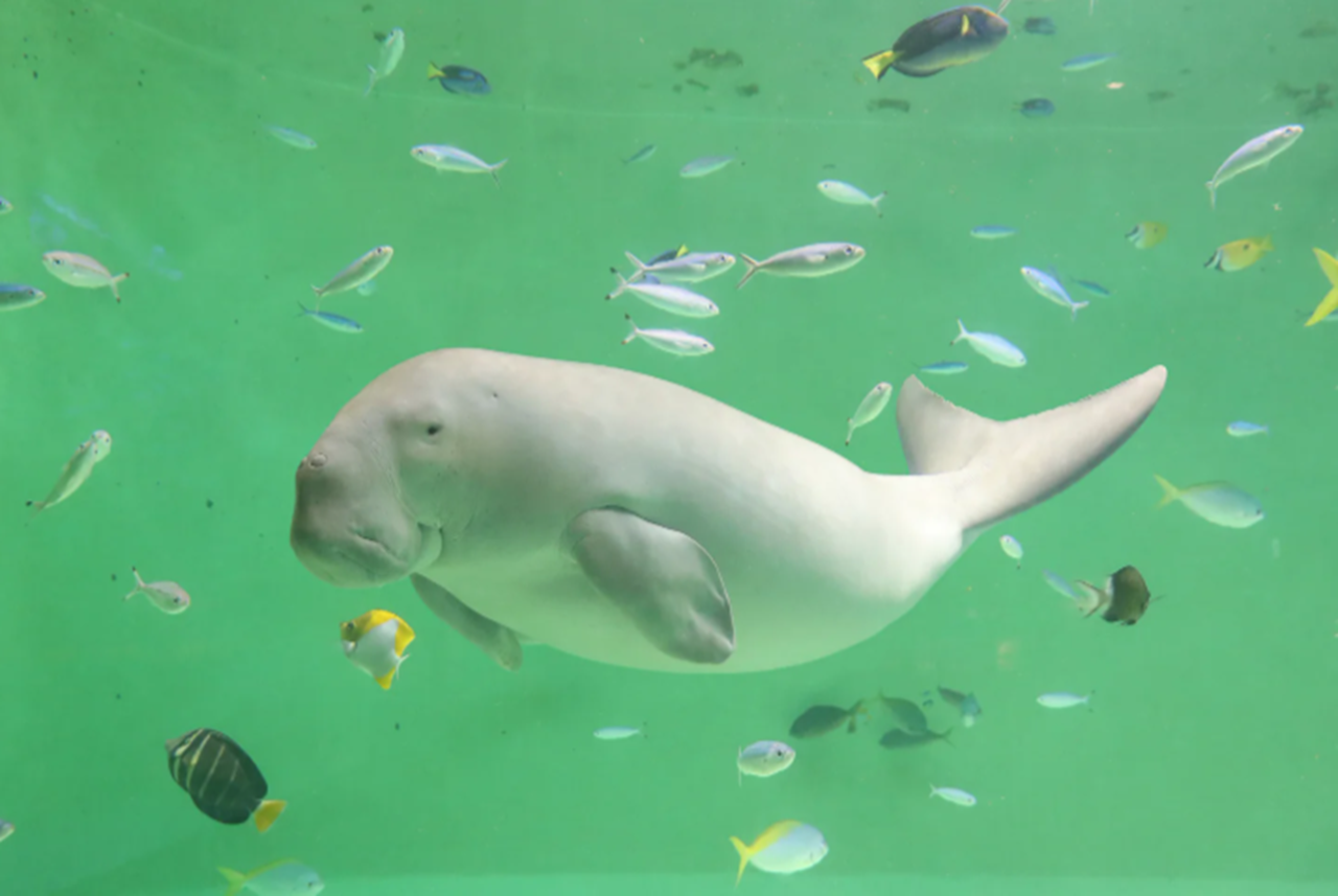 鳥羽水族館ラッコ