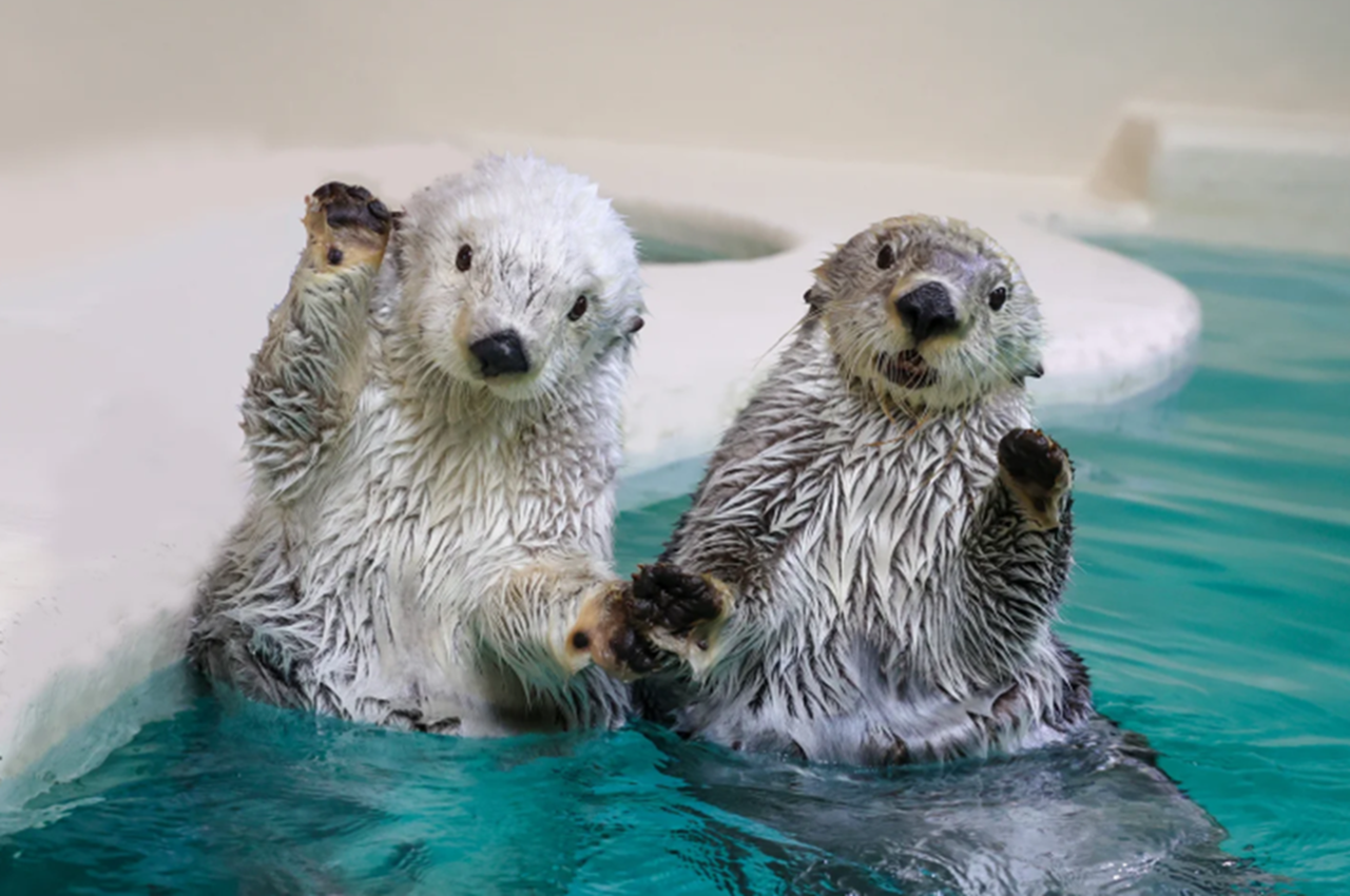 鳥羽水族館ラッコ
