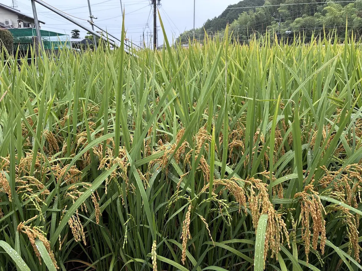 喫茶ナカイの田んぼ新米
